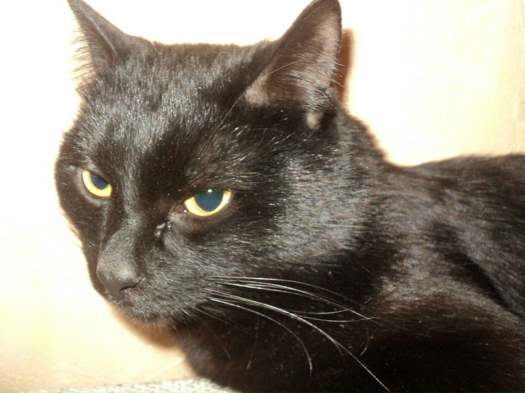 Елена Волкова | Москва