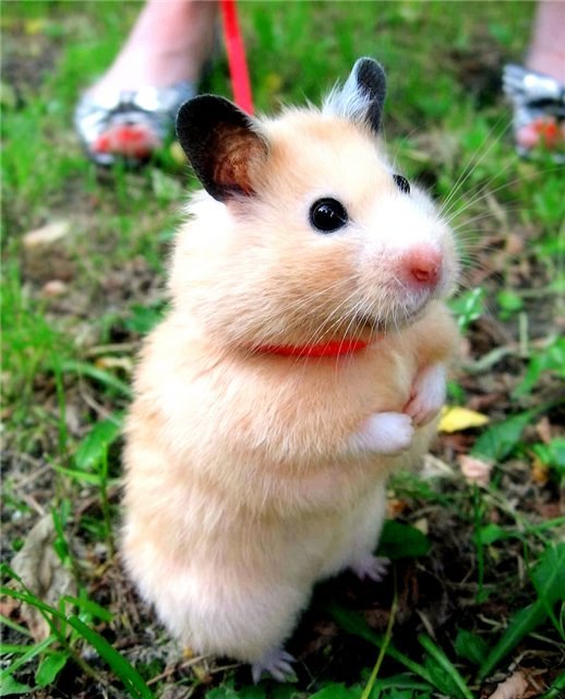 Константин Шалгуев | 