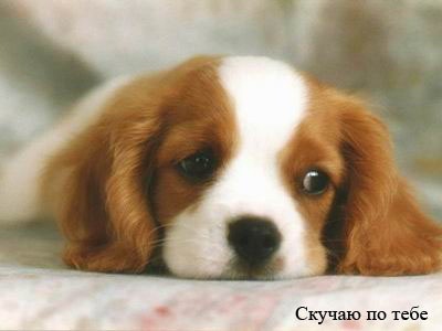 №103, Александр Чумак, 34 года, Полтава №103, Александр Чумак, 34 года, Полтава