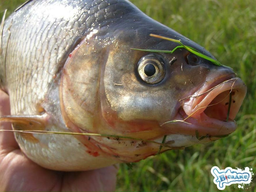 Андрей Ххх | Смоленск