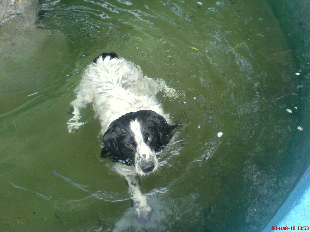 Мурчик Pavlov ВанЁк | Симферополь