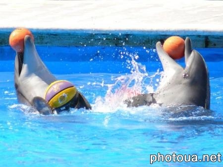 №60, Ольга Бенеда, Погребище №60, Ольга Бенеда, Погребище