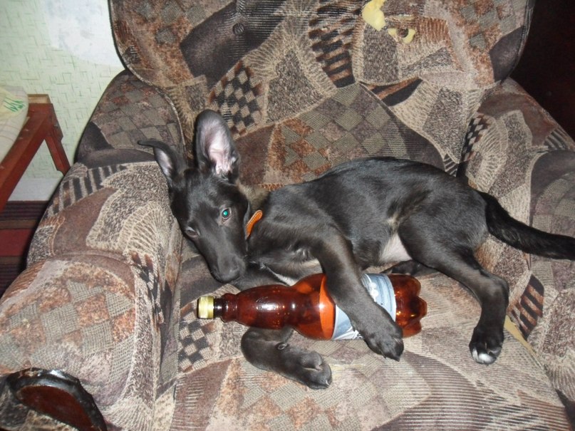 Анастасия Аношкина | 