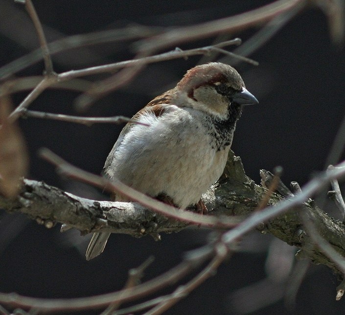 Костя Сухов | Одесса