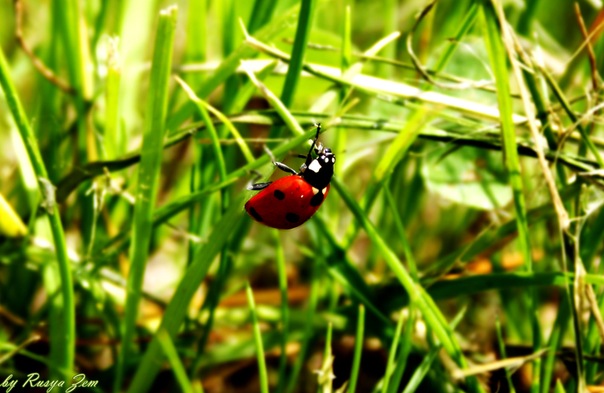 №8, Руслана Землянская, Алматы №8, Руслана Землянская, Алматы