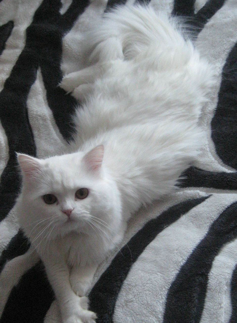 Олеся Орлова | Москва