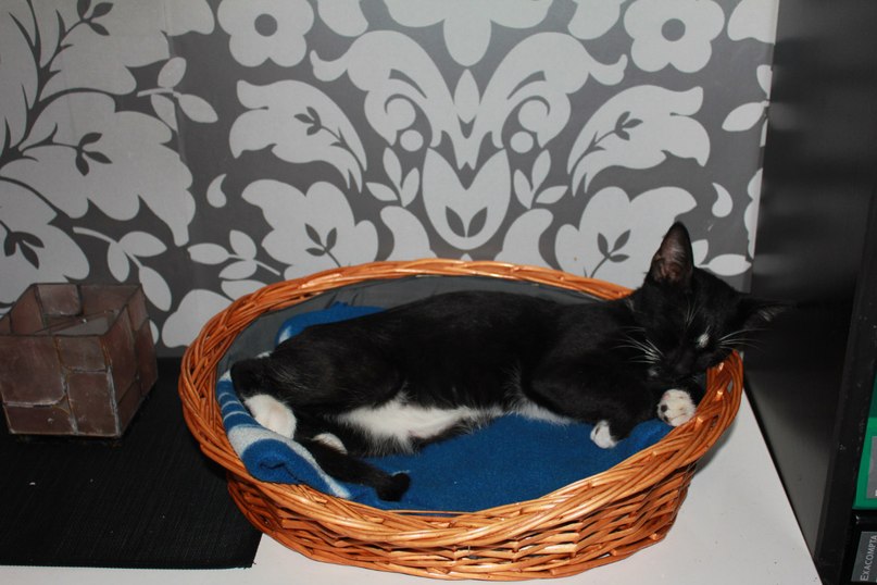 Nadia Shorokhowa | Lille