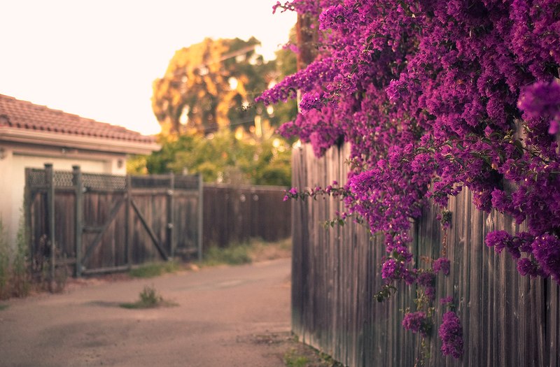 Надюша Фатеева Дюдюка_аспид | 