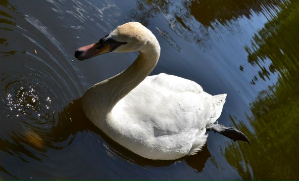 Світлана Πолагина фото профиля #1