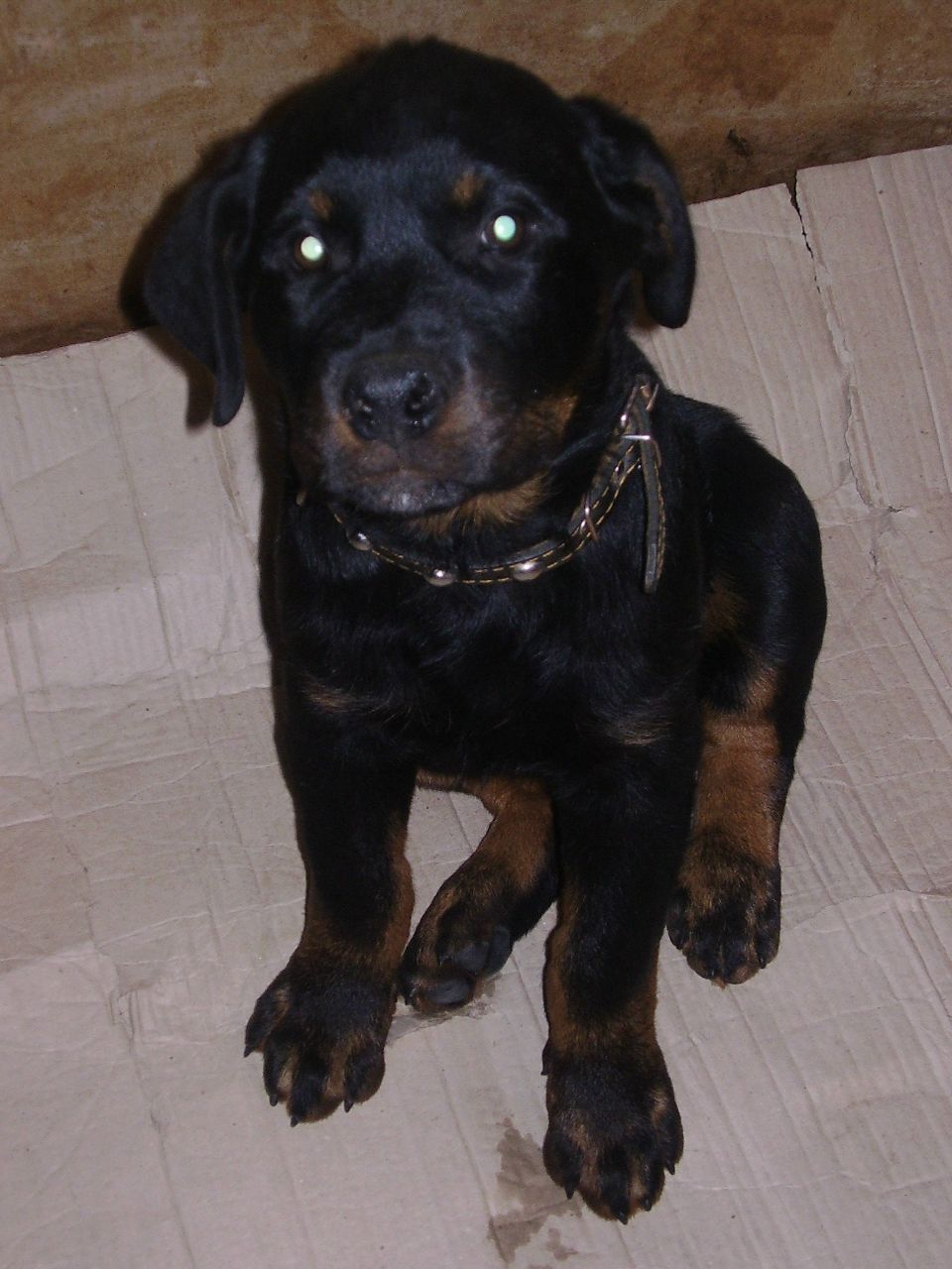 Вікторія Богоніс-Масюк | Тернополь