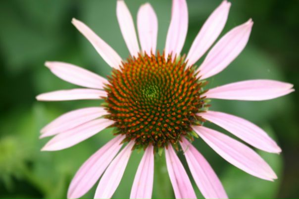 №3, Альона Фризская, Яготин №3, Альона Фризская, Яготин