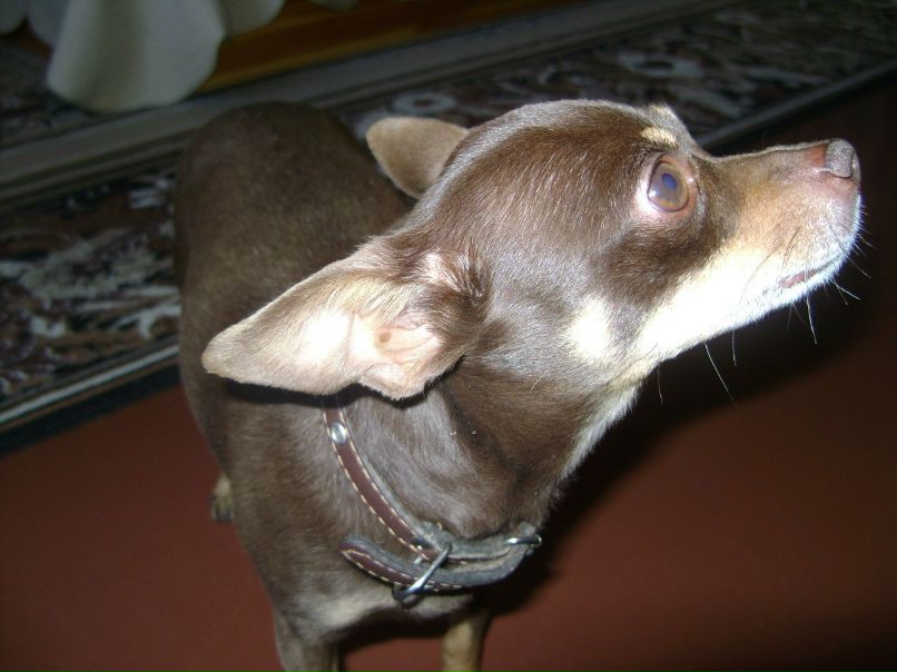 Сергей Чугай | Покров