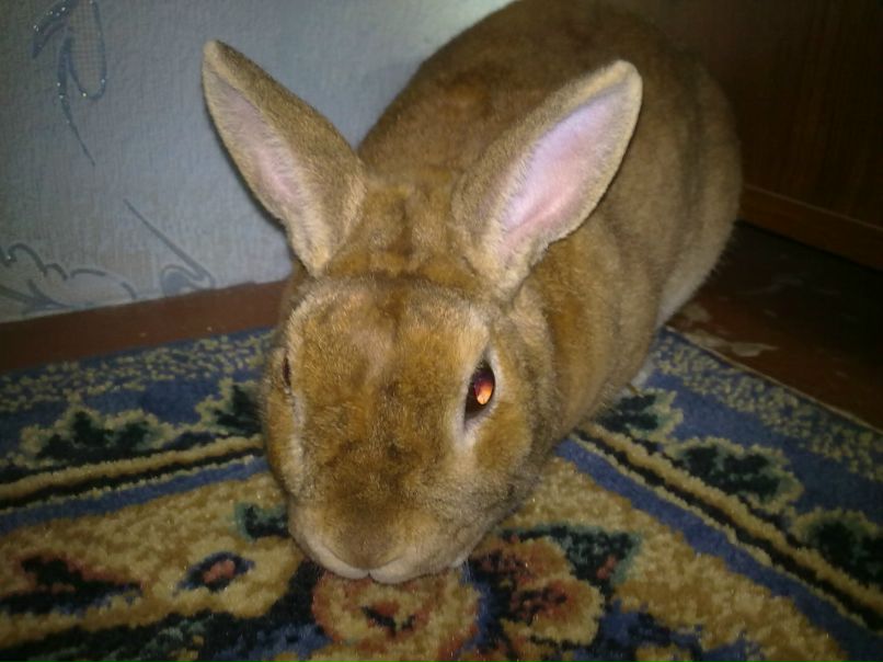 Павлуха Животнев | Дудино