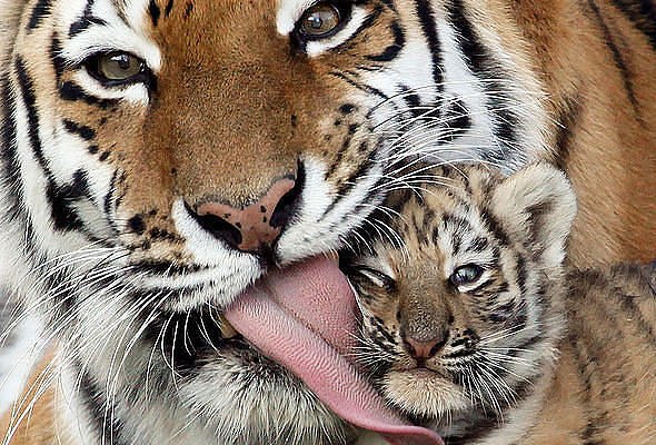 Елена Дубицкая | Санкт-Петербург