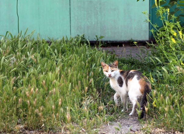 №48, Дмитрий Савенко №48, Дмитрий Савенко