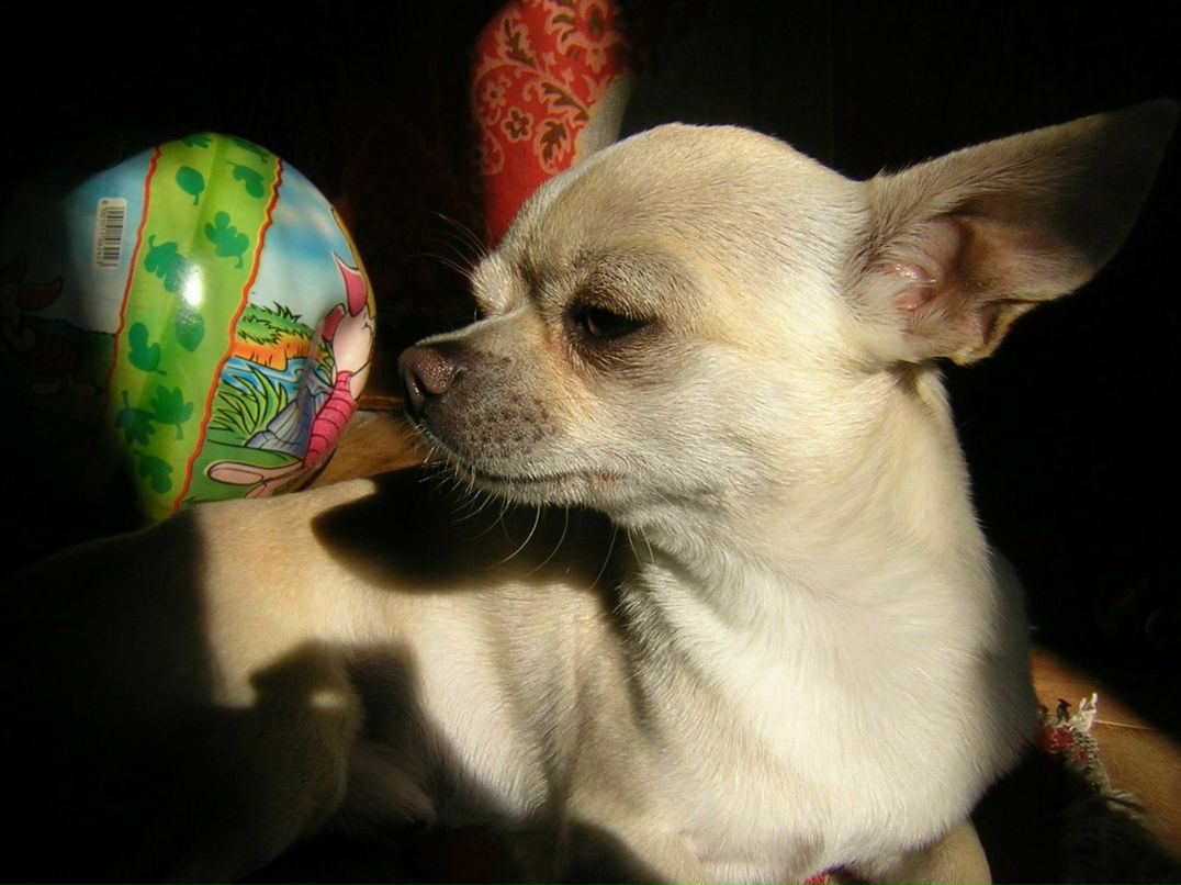 Елена Аврова | Санкт-Петербург