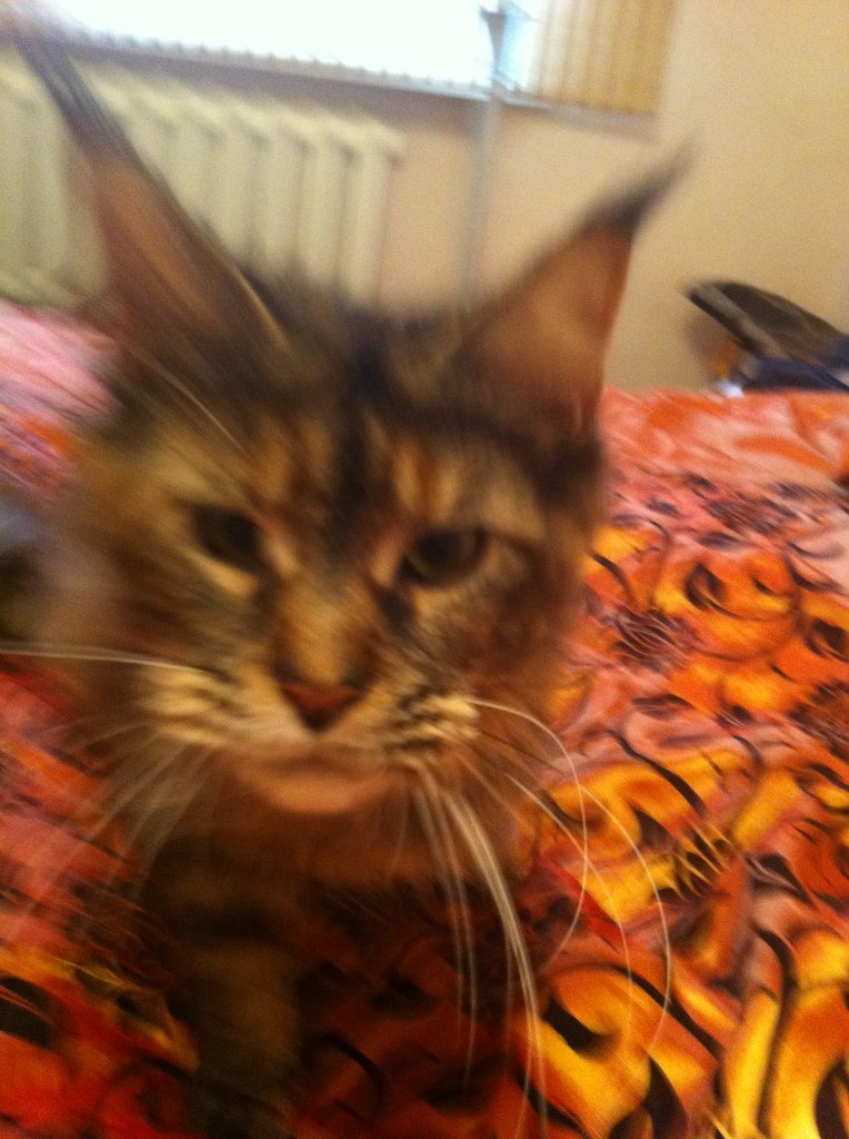 Екатерина Аккузина | Санкт-Петербург