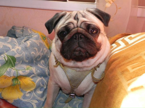 №137, Дарина Костина, 36 лет, Ростов-на-Дону №137, Дарина Костина, 36 лет, Ростов-на-Дону