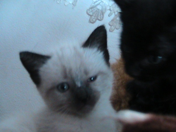 №59, Galina Todosiycuk, Trento №59, Galina Todosiycuk, Trento