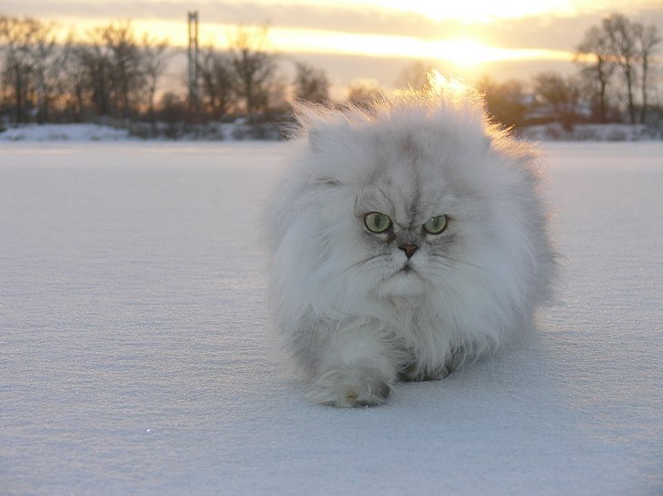 Катя Лукьянова киса** | Нурлат