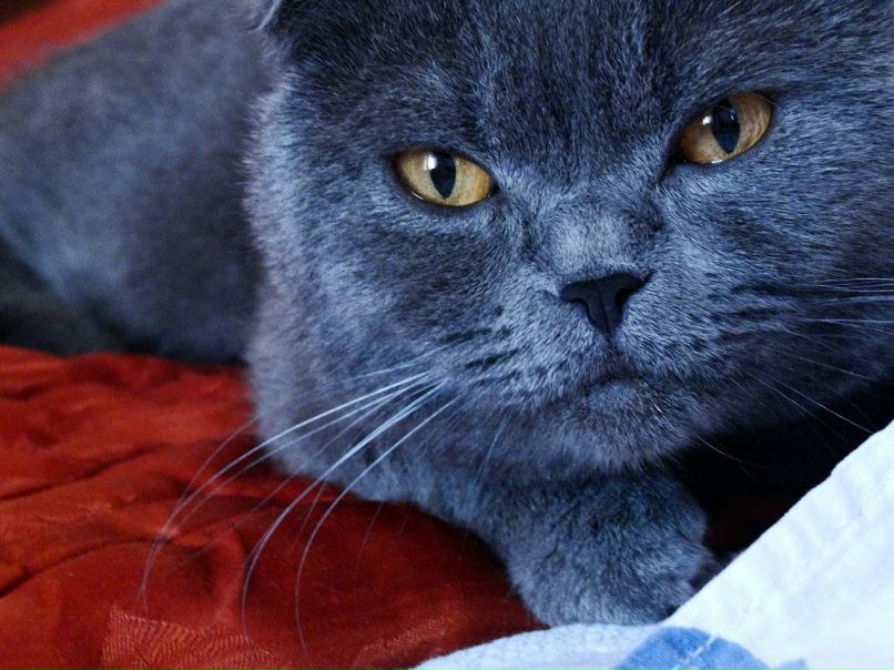 Бомонд Piskins | Житомир