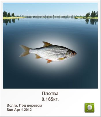 Николай Семенов | Санкт-Петербург