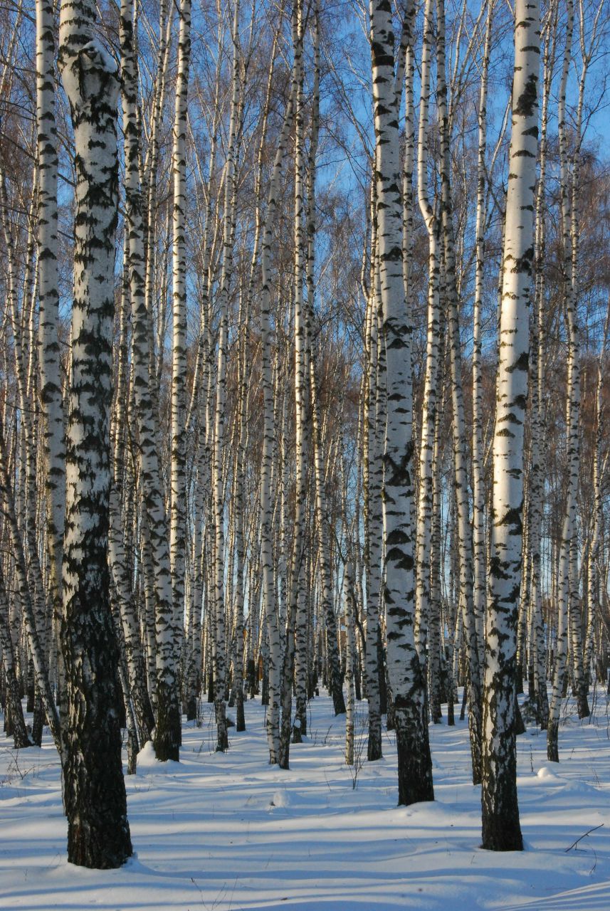 Вика Сергеева | Москва