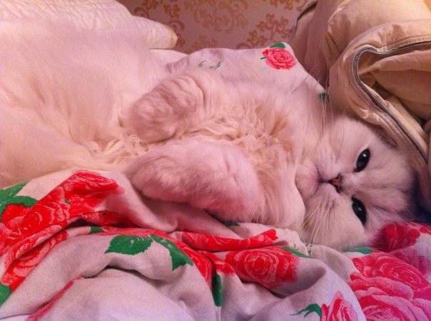 №65, Анна Короткова, Москва №65, Анна Короткова, Москва