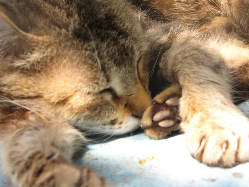 №5, Вадим Румянцев №5, Вадим Румянцев