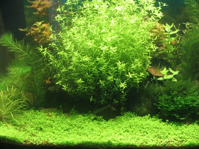 Зульфат Бабаев ℂ⋆ | Тюмень