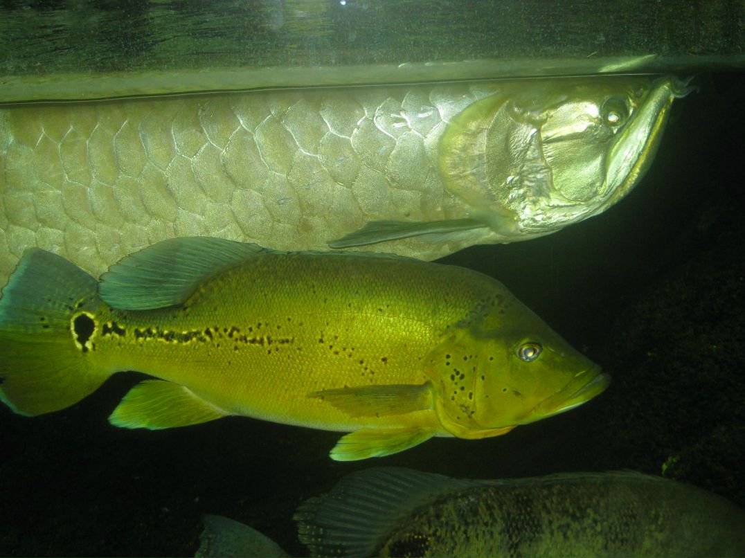 Suren Akopov | Москва