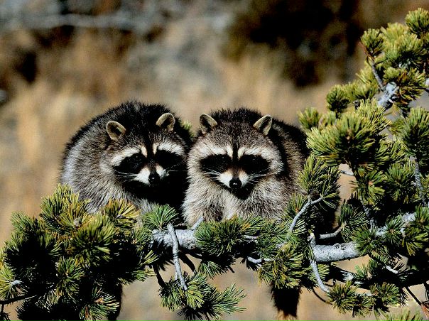 №153, Наталья Антонова, 34 года, Самара, Россия №153, Наталья Антонова, 34 года, Самара, Россия