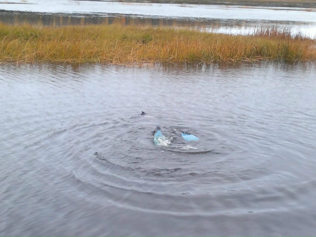 Дмитрий Низсковский | Сосногорск
