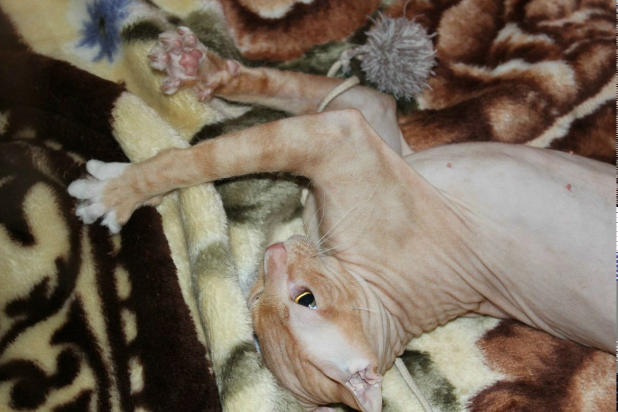 Марина Павлова | Санкт-Петербург