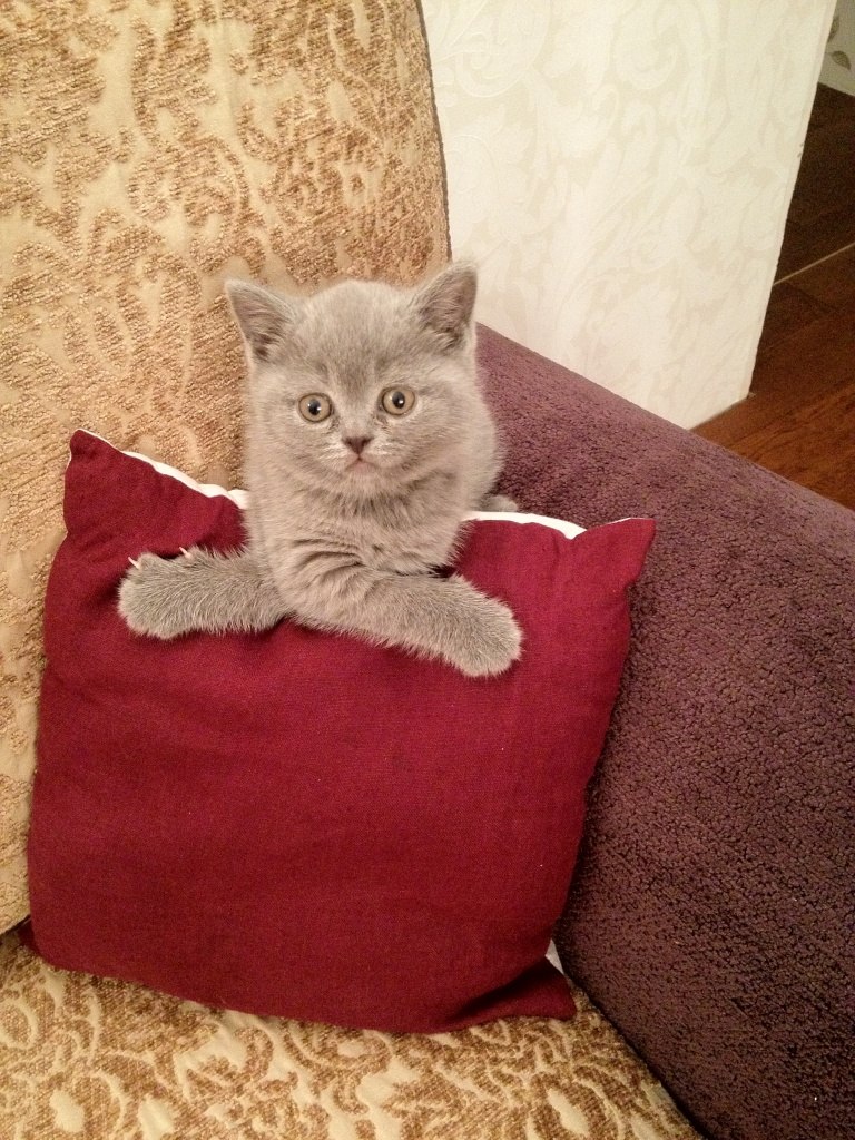 Ольга Грабилова | Санкт-Петербург