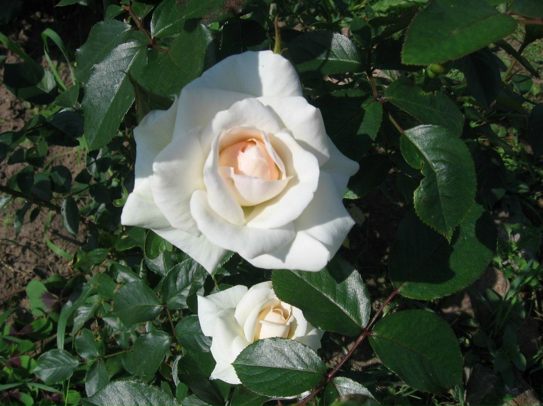 Светлана Макарова | Санкт-Петербург