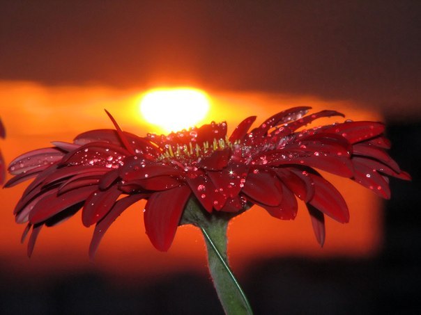 Ирина Гордеева | Санкт-Петербург