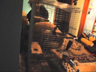 Chinchilla Timon