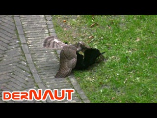 Sparrow Hawk vs Jackdaw // Sperber vs Dohle