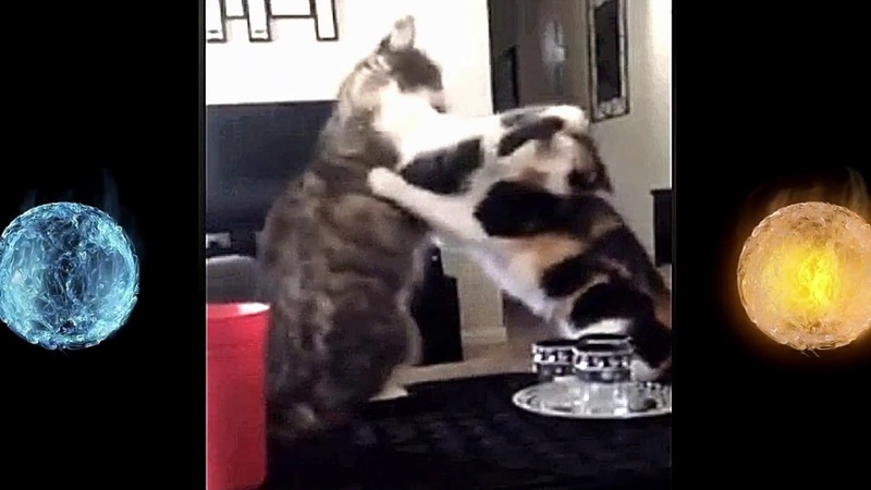 EPIC Cat Fight Slow