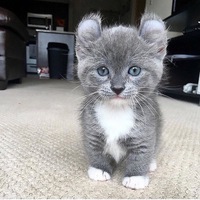 Ольга Корякина