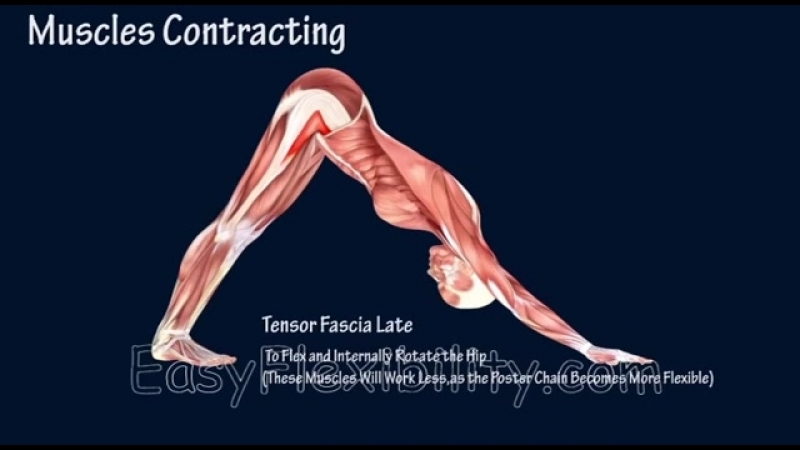 SLs How to Downward Facing Dog Yoga Muscle Animation Easy