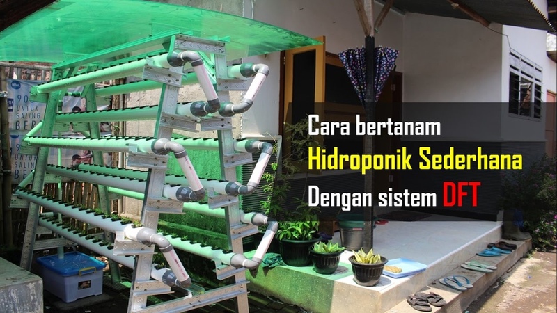cara bertanam hidroponik sederhana di rumah dengan sistem