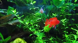 Бадис красный Скарлет ( Scarlet Badis (Dario Dario) ухаживания
