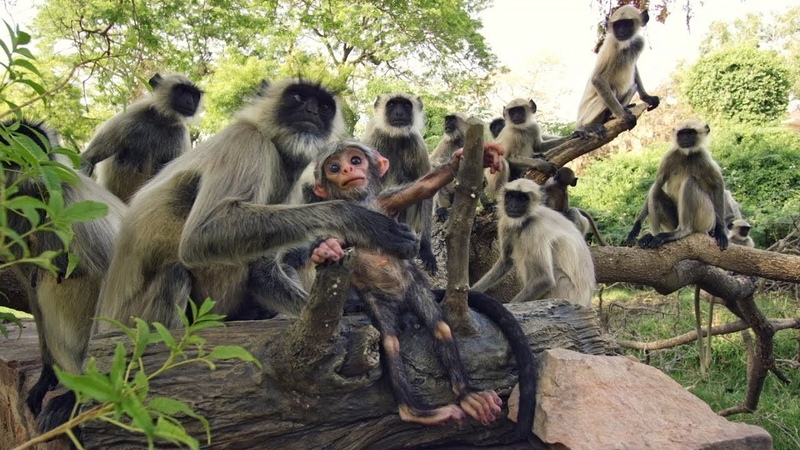 Spy Monkey Mistaken for Dead Baby and Mourned by Troop ( FULL CLIP), Spy In The Wild, BBC