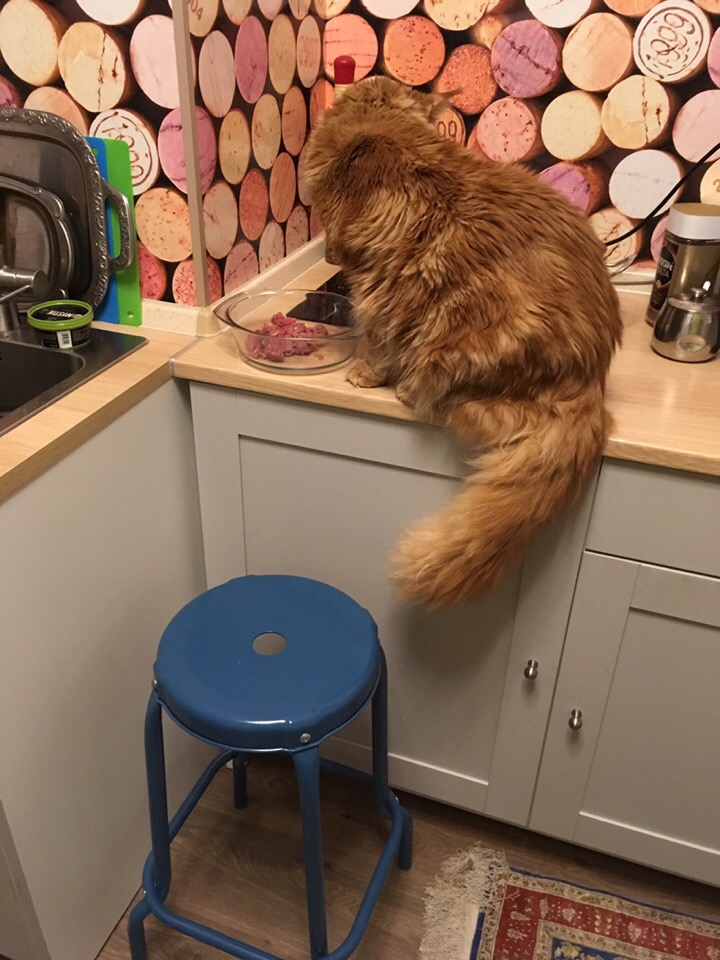 Кошки в нашей жизни. Кошки и все, что с ними связано.