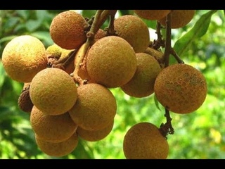 Top 10 Rarest Fruits in the World