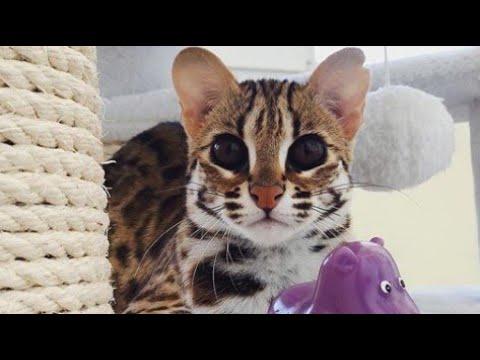 Lovely Asian Leopard Cat Eating