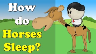 How do Horses Sleep | #aumsum