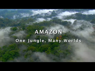 LATINO AMERICA SALVAJE  - AMAZONAS